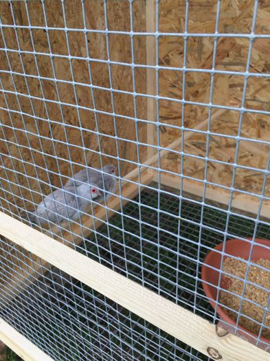 image - TURTURELE DIAMANT