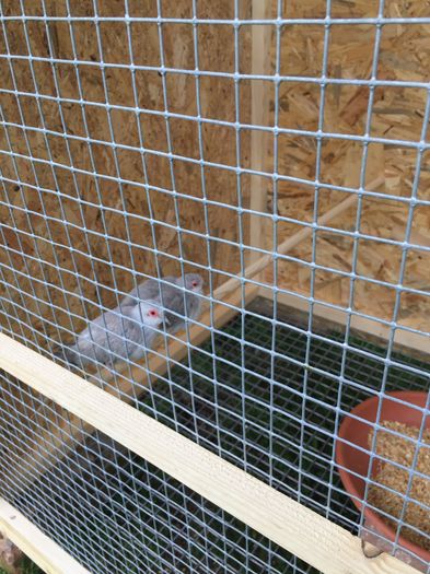 image - TURTURELE DIAMANT