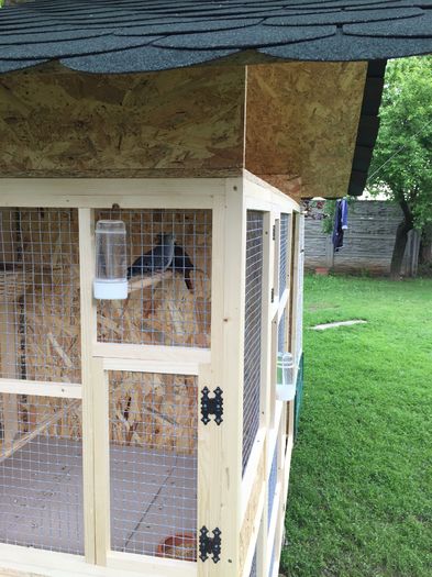 image - TURTURELE ALBASTRE-CLARAVIS PRETIOSA-BLUE GROUND