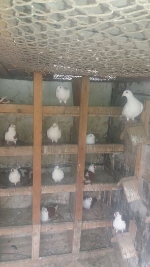 20160430_170819 - poze noi 2016