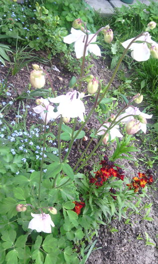 IMG_20160429_101257[1] - caldaruse