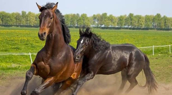 FB_IMG_1461850204784 - C Pentru cei care le plac aceste animale