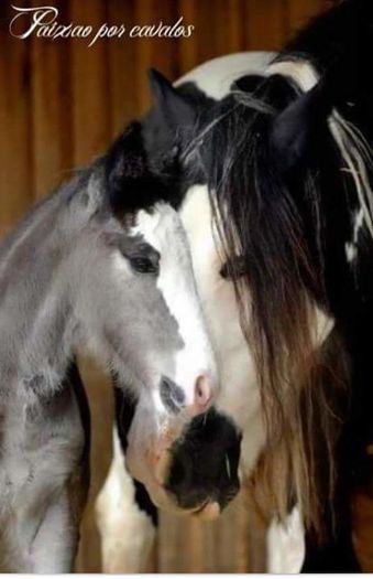 FB_IMG_1461850262940 - C Pentru cei care le plac aceste animale