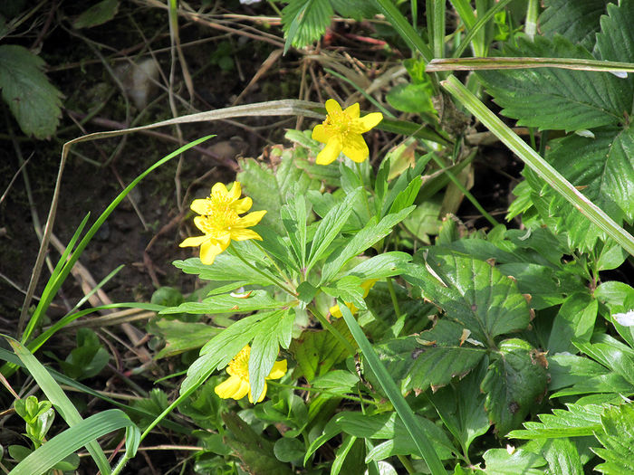 06.04.2016 flori de padure - 2016 - My messy garden