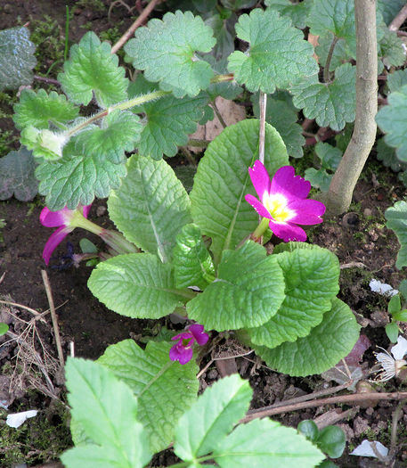 06.04.2016 primula mov - 2016 - My messy garden