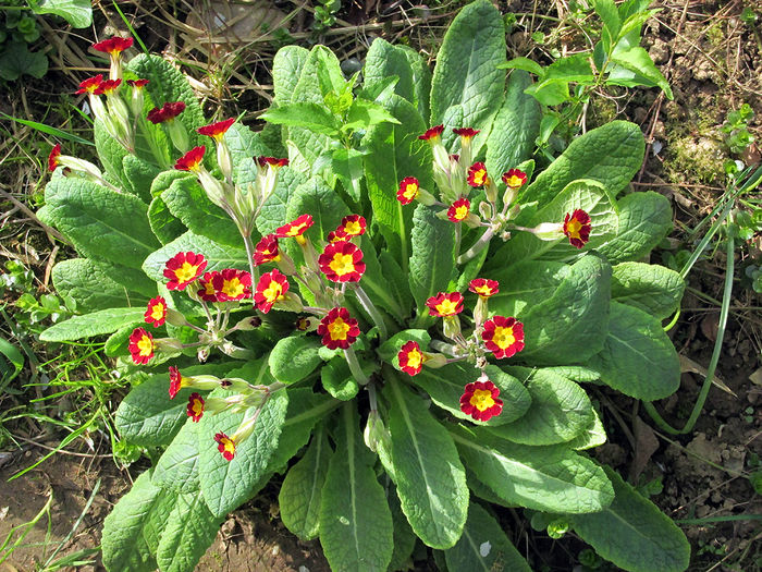 06.04.2016 primula perena - 2016 - My messy garden