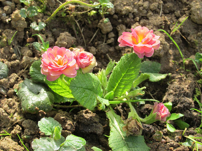 06.04.2016 Primula Ken Dearman2 - 2016 - My messy garden