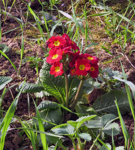 06.04.2016 primula rosie - 2016 - My messy garden