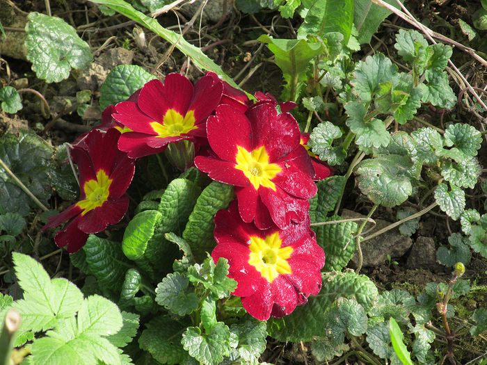 06.04.2016 primula rosu inchis