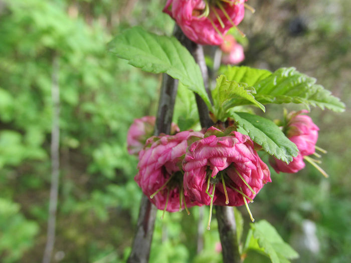 06.04.2016 Prunus triloba imbobocit 1