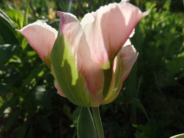 DSC03107 - b-primavara-2016