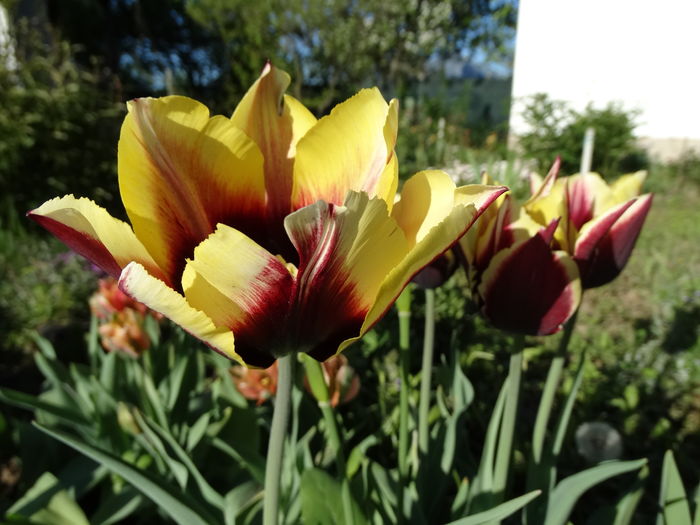 DSC03110 - b-primavara-2016