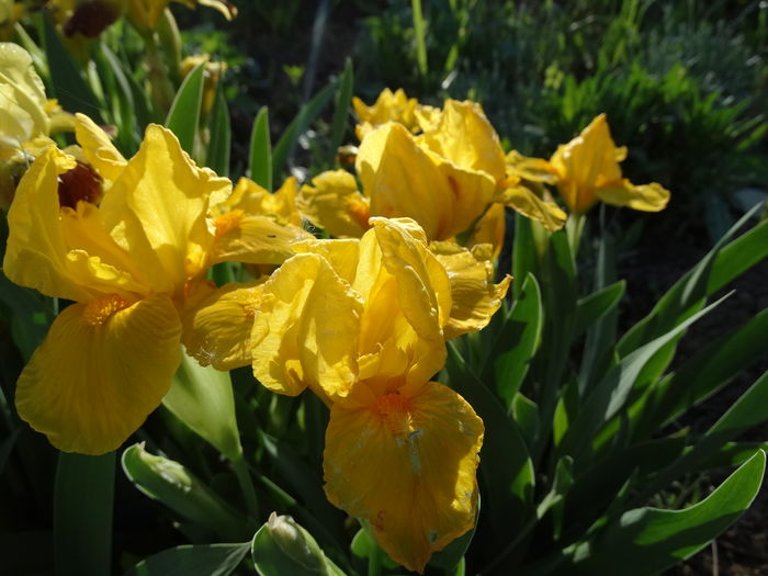 brasie - b-primavara-2016