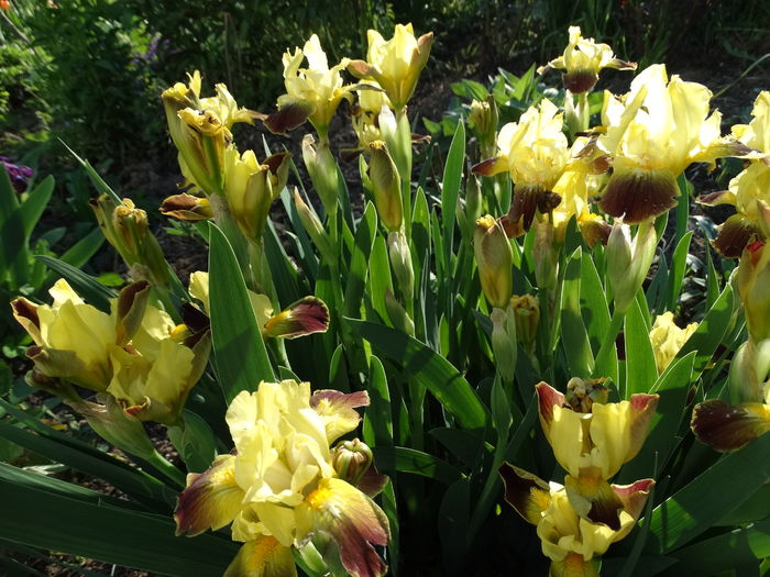 DSC03115 - b-primavara-2016