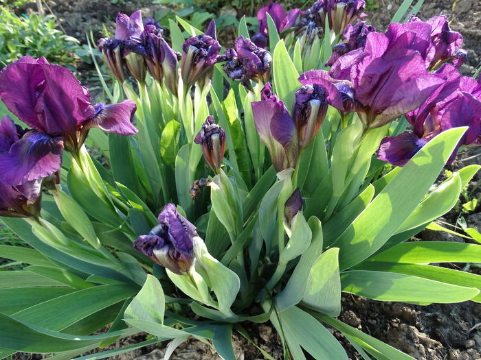 DSC03116 - b-primavara-2016