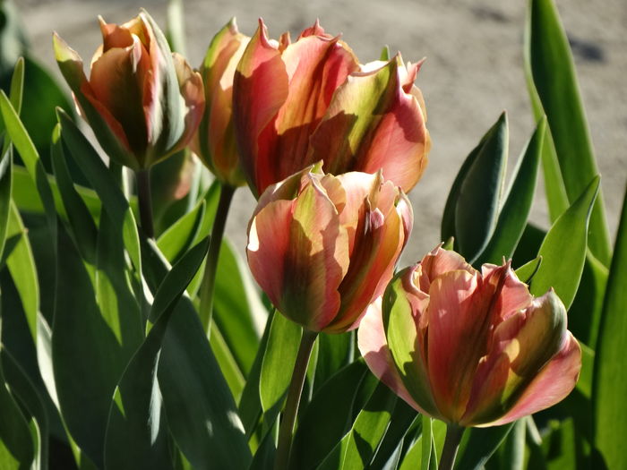 DSC03117 - b-primavara-2016