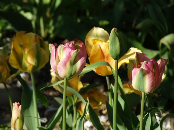 DSC03119 - b-primavara-2016