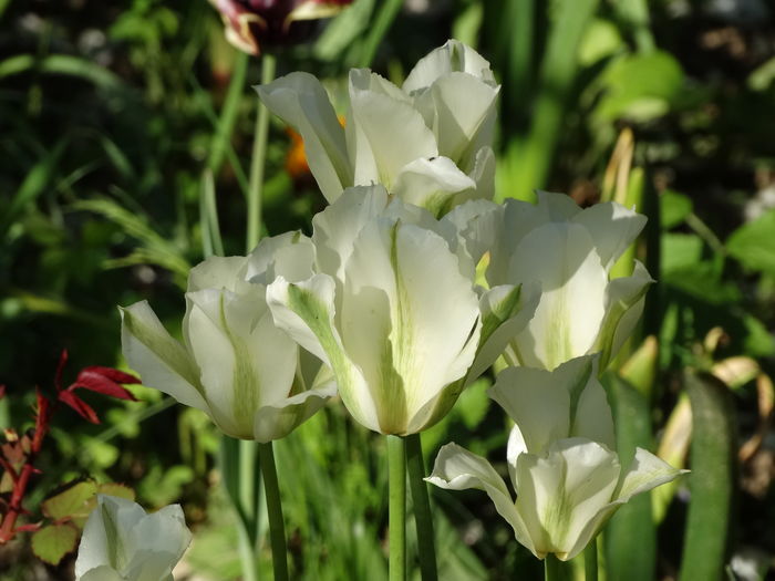 DSC03120 - b-primavara-2016