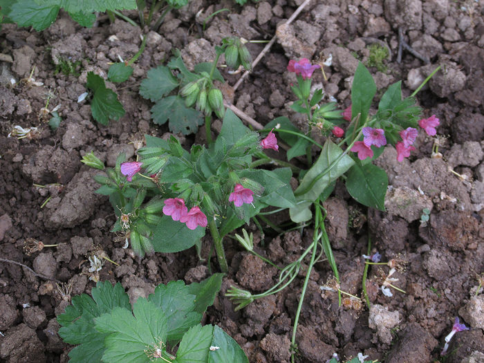 08.04.2016 Pulmonaria adusa din padure