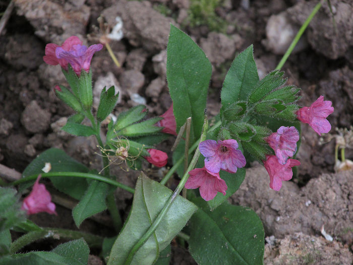 08.04.2016 Pulmonaria adusa din padure1