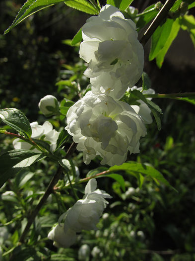 13.04.2016 Prunus glandulosa alba plena - 2016 - My messy garden