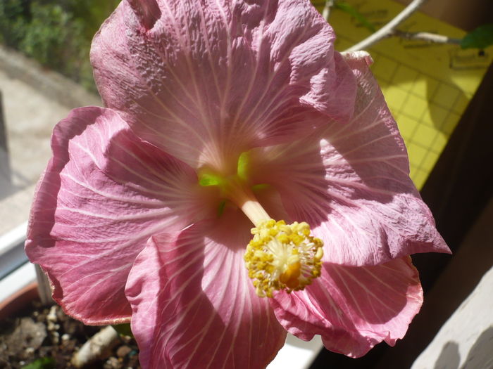 P1260103