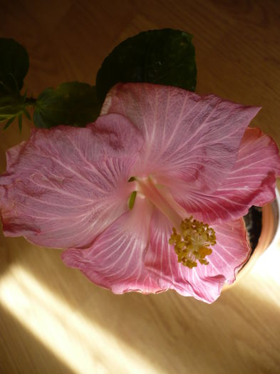 P1260106 - HIBISCUSI 2016-1