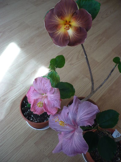 P1260107