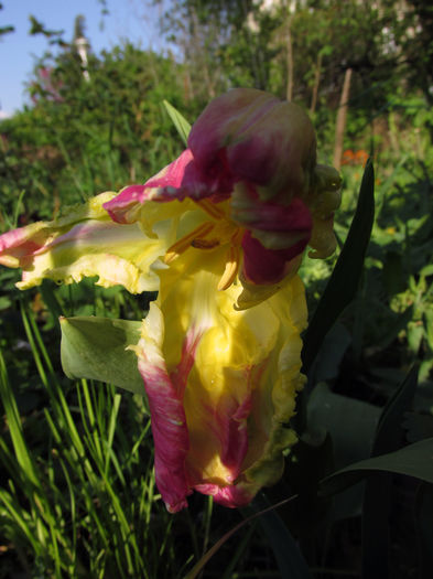 13.04.2016 lalea Webers Parrot Spectrum - 2016 - My messy garden