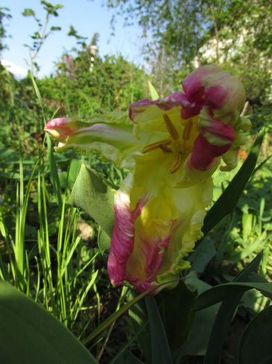 13.04.2016 lalea Webers Parrot Spectrum1 - 2016 - My messy garden