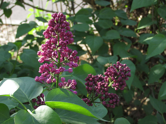 13.04.2016 liliac - 2016 - My messy garden
