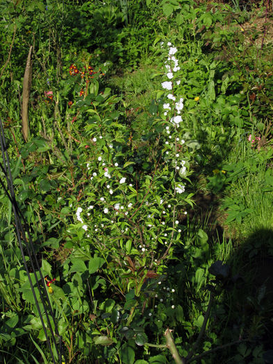 13.04.2016 Prunus glandulosa alba plena2