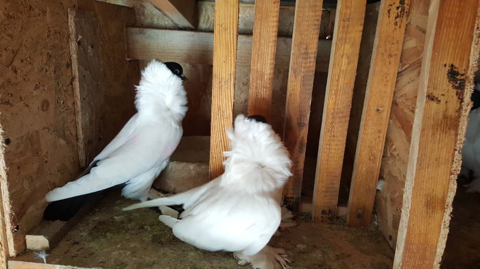 20160412_095644 - Cap de maur