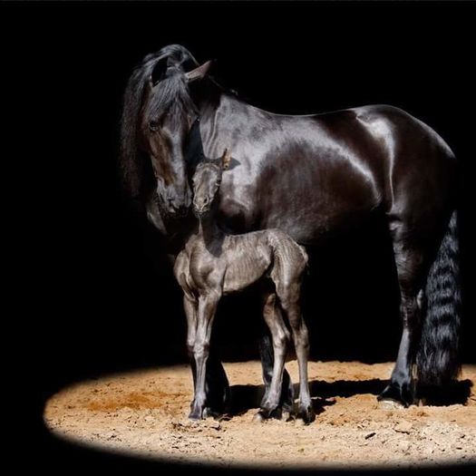 FB_IMG_1461850364964 - C Pentru cei care le plac aceste animale