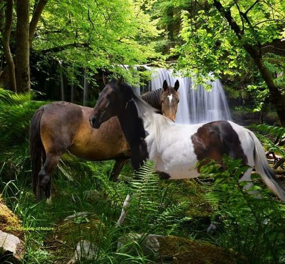 FB_IMG_1461850357773 - C Pentru cei care le plac aceste animale