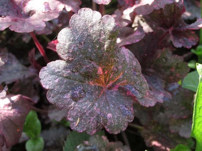 13.04.2016 Heuchera Midnight Rose1