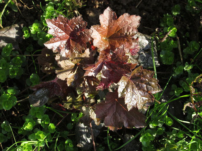 13.04.2016 Heuchera Purple Palace