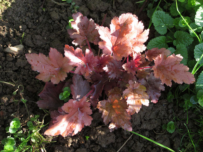 13.04.2016 Heuchera Paprika
