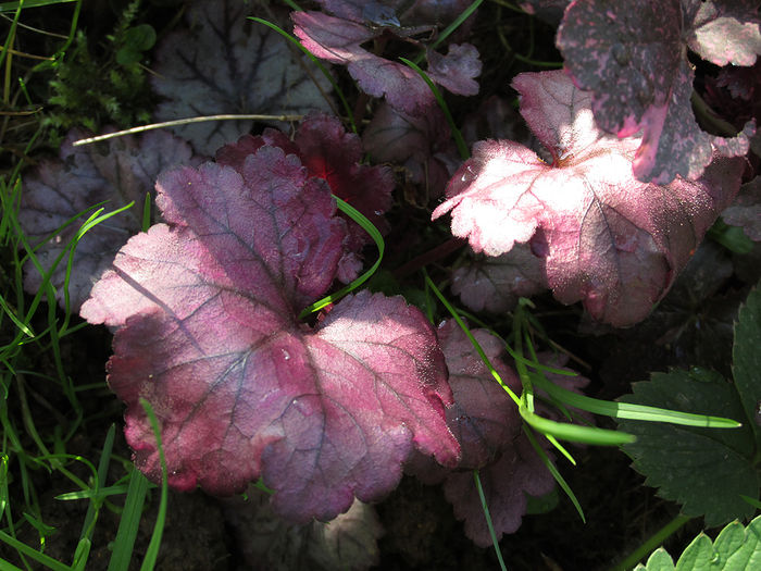 13.04.2016 Heuchera Plum Royale
