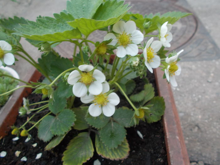 DSCN3567 - Gradina mea 2016