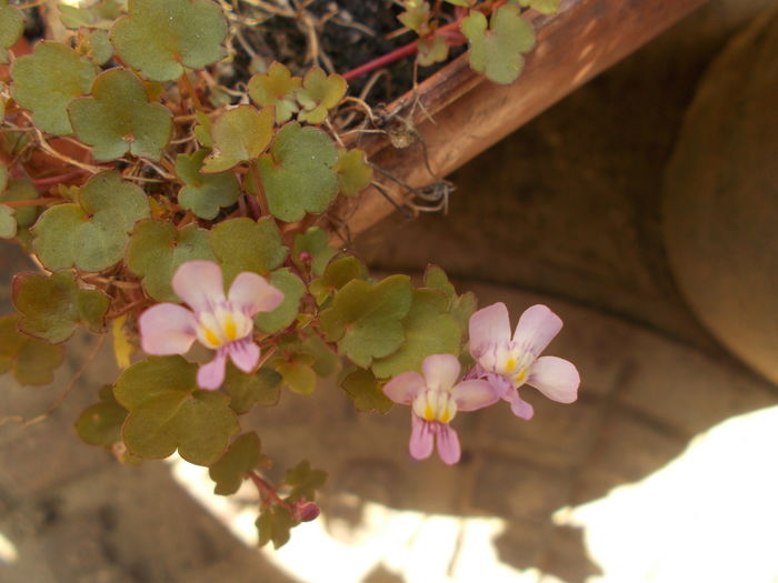 DSCN3499 - Gradina mea 2016