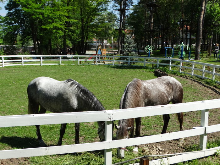 DSC00254 - Parcul natural Comana