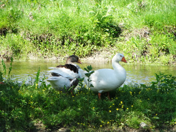 DSC00275 - Parcul natural Comana