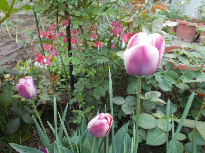 DSCN3556 - Gradina mea 2016