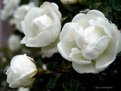 trandafiri_07-t2 - flori