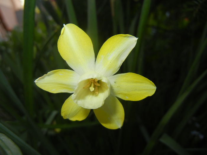 Narcissus Pipit (2016, April 13)