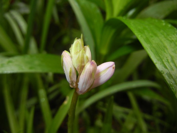 Hyacinthoides hispanica (2016, Apr.11) - HYACINTHOIDES Hispanica