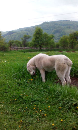 IMG_20160430_182054 - CORA 10 luni ALABAI