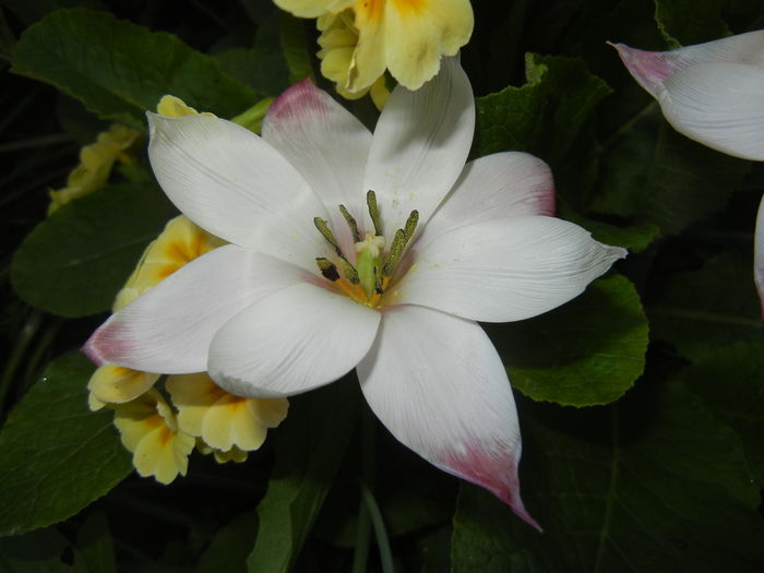Tulipa Peppermint Stick (2016, April 13) Tulipa Peppermint Stick (2016, April 13)