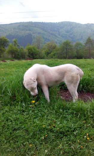 IMG_20160430_182125 - CORA 10 luni ALABAI